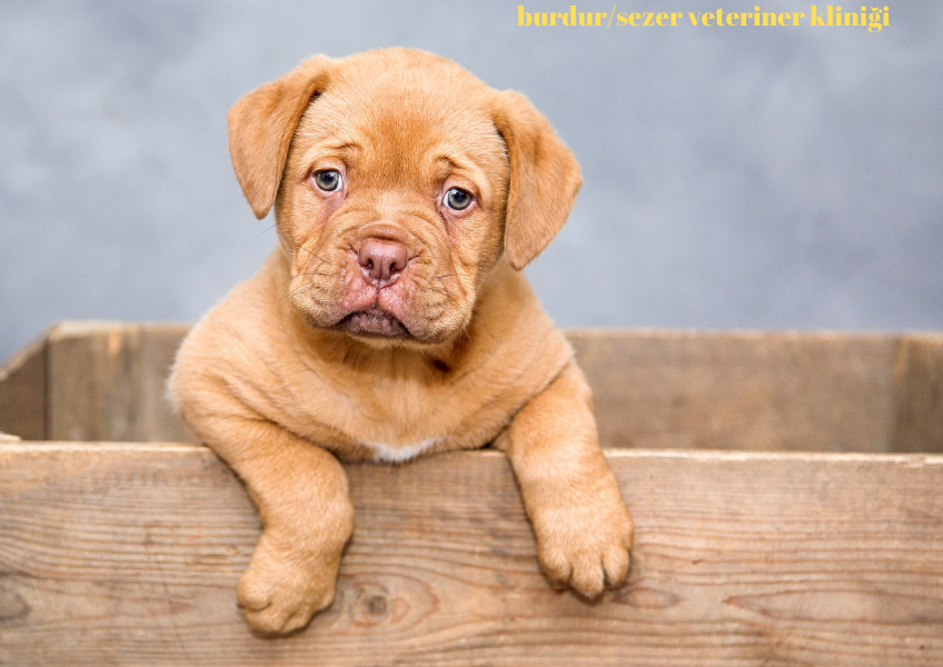 ''Burdur'da Köpeklerde Tuvalet Eğitimi''